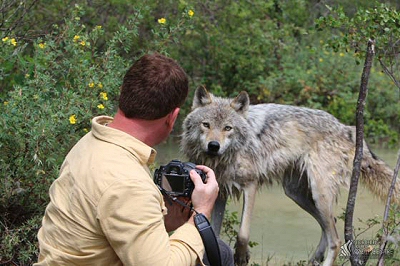 photography tour with real wolves